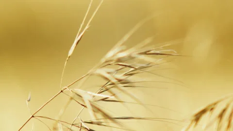 Macro of wheat ears moving in the wind during summer day Video stock 141863893