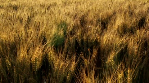 Macro of wheat ears in wind Video stock 791561
