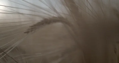 Macro Wheat Farm Field Slow Motion Видео 114473292