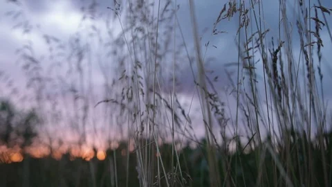 Macro wheat field with blue sunset sky Stock Footage 88048788