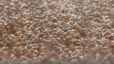 Macro. Wheat grain falls and moves in a pile of seeds on a conveyor belt. Video stock 266591428