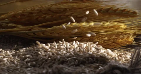 Macro of wheat grain seeds falling for quality control with golden ears Stock Footage 268812472