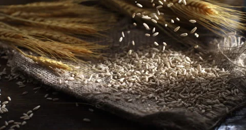 Macro of wheat grain seeds falling for quality control with golden ears Stock Footage 268813093
