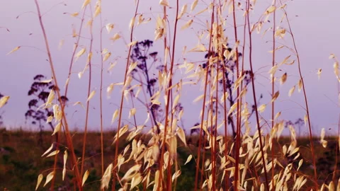 Macro of wheat moved by the wind in slow motion during summer sunset Video stock 136916326