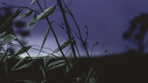 Macro of wheat moved by the wind in slow motion during summer after sunset Stock Footage 136919743