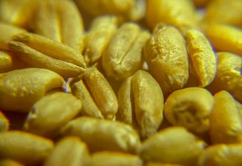 Macro of wheat Stock Photos