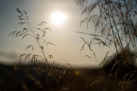 Macro Wheat Stockfoto's