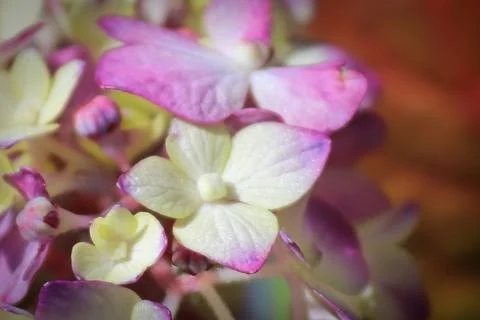 Macro of white and pink hydrangea flowers in full bloom Foto stock