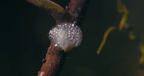 Macro of white bubbling larvae on branch Stock Footage 236992514