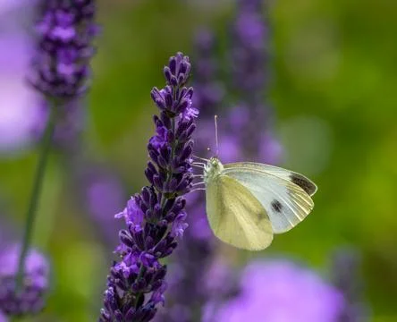 Macro of a white cabbage butterfly Foto stock