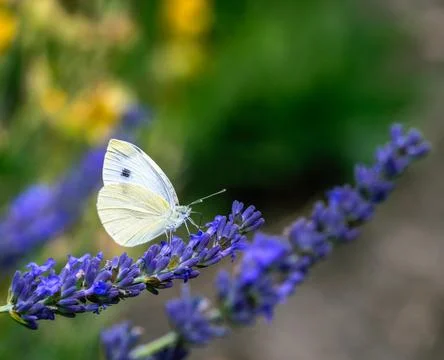 Macro of a white cabbage butterfly Stock Photos