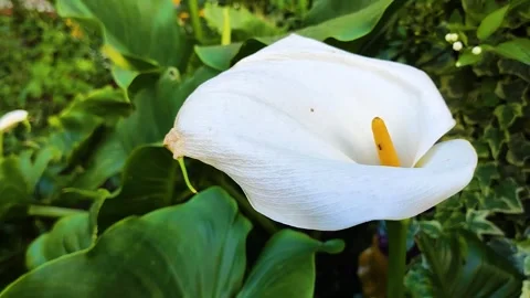 Macro of White Calla Lily Flower in Garden with Tiny Ant on Stamen Stock Footage 332178686