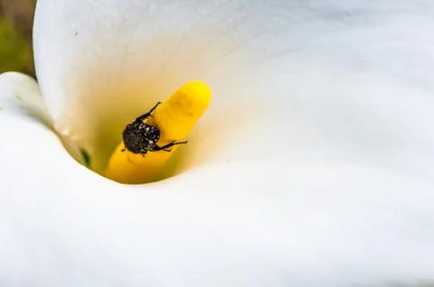 Macro of white calla lily Stock Photos