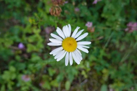Macro on a white daisy in summer Stock Photos