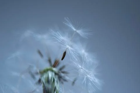 Macro White Dandelion with Flying Seed Stock Photos