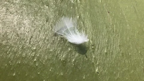 Macro Of White Feather Floating On Green Algal Bloom Covering River Water Stock Footage 340488851