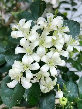 Macro White Flower Cluster with Glossy Green Leaves Stock Photos