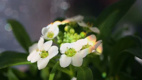 Macro white flower Video stock 128708737