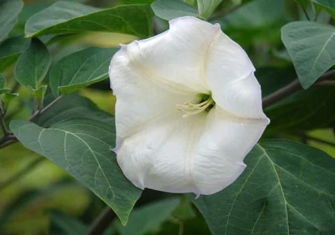 Macro of a white flower, Stock Photos