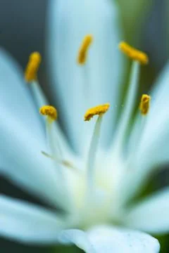 Macro of white flower Fotos Stock