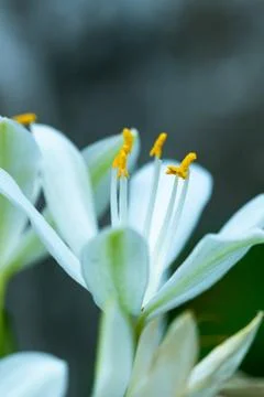 Macro of white flower Fotos Stock