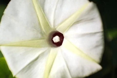 Macro white flower Stock Photos