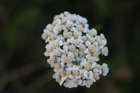 Macro of a white flower Stock Photos