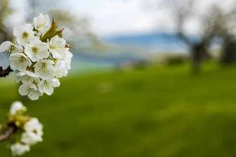 Macro of a white-flowered cherry tree branch with meadow in the background Stock Photos