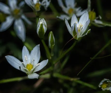 A macro of white flowers 库存照片