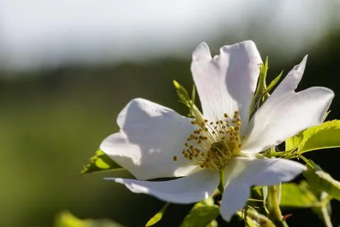Macro of white flowers 库存照片
