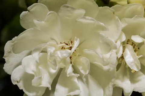 Macro of white flowers Stock Photos