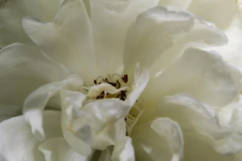 Macro of white flowers 库存照片