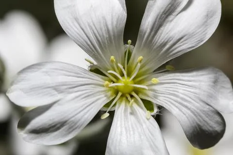 Macro of white flowers 库存照片