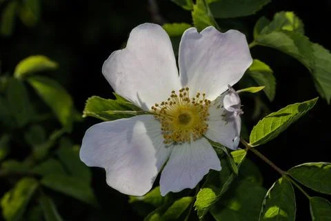 Macro of white flowers Stock Photos