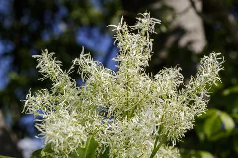 Macro of white flowers Foto stock