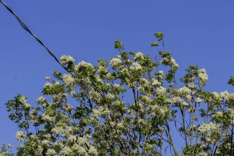 Macro of white flowers Foto stock