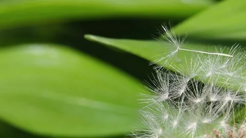 Macro of white fluffy dandelion seeds. Remaining dandelion seeds close-up. Bl Stock Footage 205024470