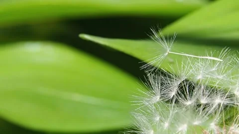 Macro of white fluffy dandelion seeds Stock Footage 207028505