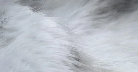 Macro White Fur Moving in Breeze 库存影片 121442596