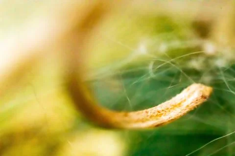 Macro white green yellow webbed stamen Stock Photos