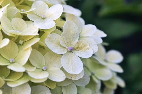 Macro of white hydrangea flowers in full bloom Foto stock