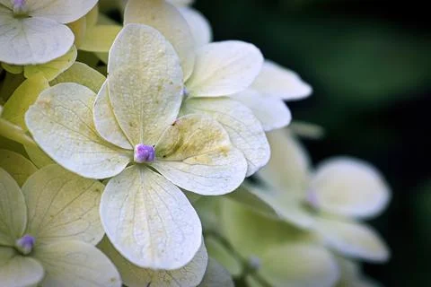 Macro of white hydrangea flowers in full bloom Foto stock