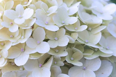 Macro of white hydrangea flowers in full bloom Foto stock