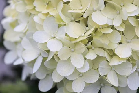 Macro of white hydrangea flowers in full bloom Foto stock