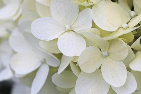 Macro of white hydrangea flowers in full bloom Stock Photos