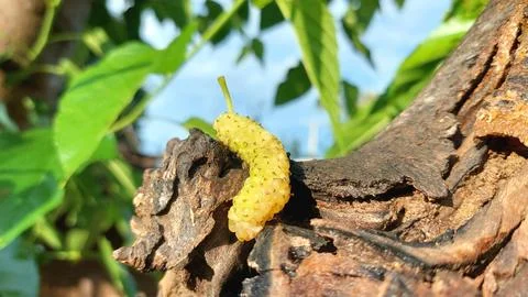 Macro white mulberry on tree bark showcasing fresh spring harvest Stock Photos