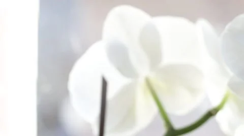 Macro of white orchids Video stock 60822365