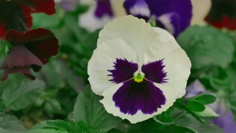 Macro of a white pansy flower on a wind Stock Footage 91460159