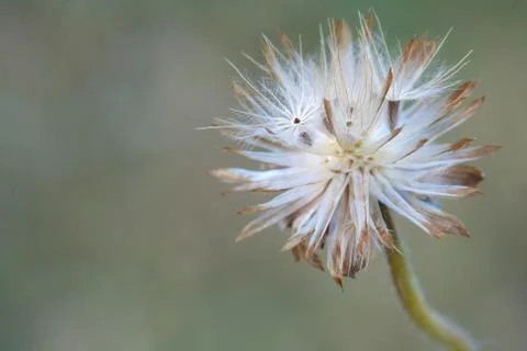 Macro white pollen of small wild grass flower in tropical field Foto stock