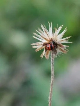 Macro white pollen of small wild grass flower in tropical field Stock Photos